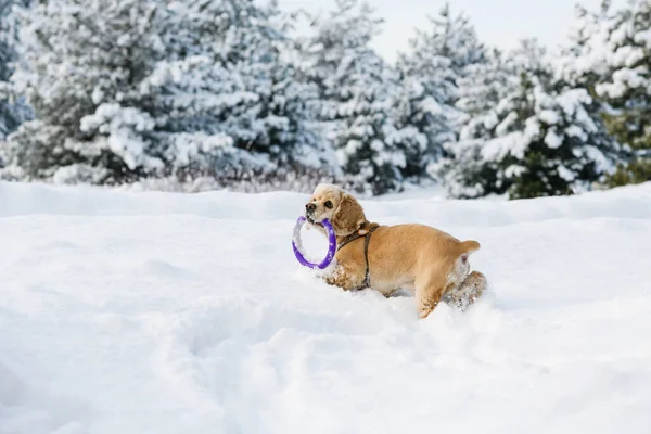 American Cocker Spaniel Playing Winter Forest Puller Spaniel Holding Toy — Stock Fotó