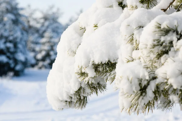 Κοντινό Πλάνο Ενός Κλαδιού Πεύκου Καλύπτεται Αφράτο Χιόνι — Φωτογραφία Αρχείου