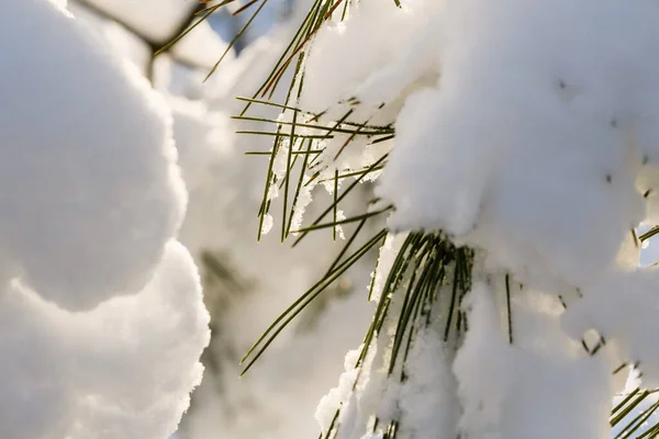 Close Pine Needles Covered Fluffy Snow — Zdjęcie stockowe