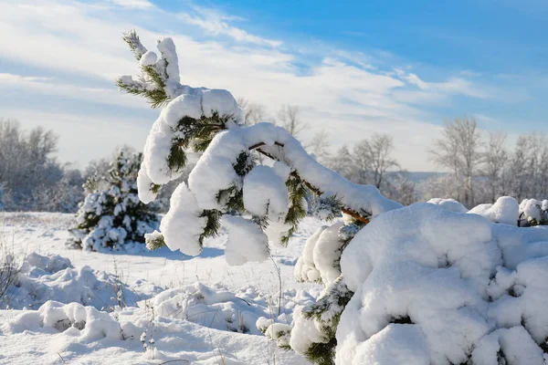 Сосна Зігнута Під Вагою Снігу Сонячний Зимовий День Після Снігопадів — стокове фото