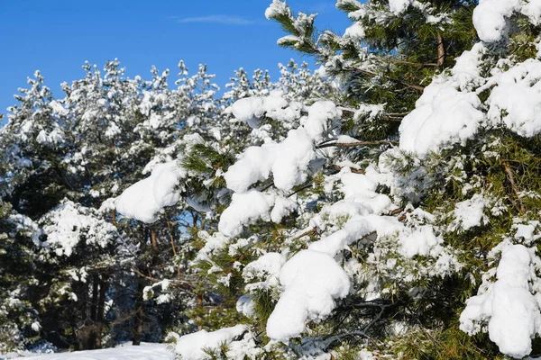 Гілки Сосен Зігнуті Під Вагою Снігу Соснові Дерева Покриті Пухнастим — стокове фото
