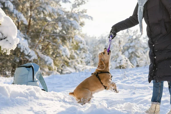 Young Woman Plays Her American Cocker Spaniel Winter Forest Snow — Stock Fotó