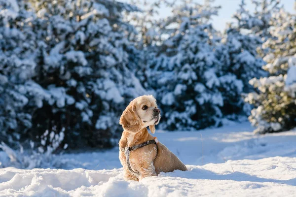 Cute American Cocker Spaniel Sits Snow Winter Forest Snow Covered — Stock Fotó