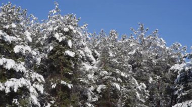 Çam ağaçları yumuşacık karla kaplıdır..