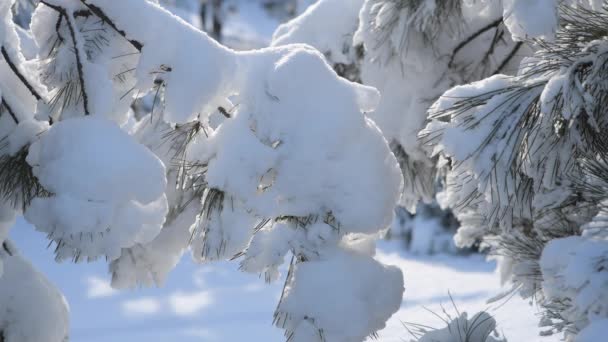 Pine branches are covered with fluffy snow. — Stock Video