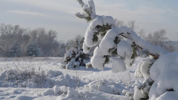 El pino estaba doblado bajo el peso de la nieve. — Vídeo de stock