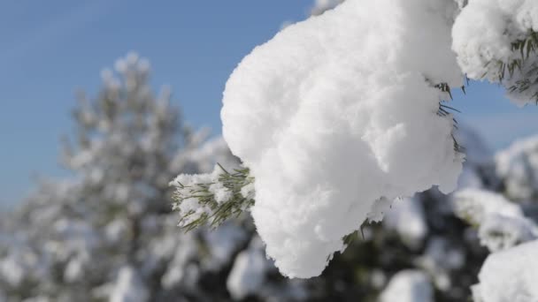 Close-up of a pine branch covered with snow. — Stock Video