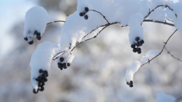 Крупный план диких ягод, покрытых пушистым снегом. — стоковое видео