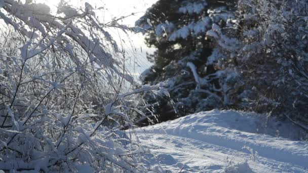 Krzewy pokryte są śniegiem i lodem. — Wideo stockowe