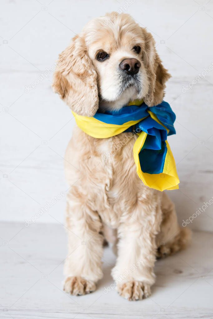 Cute American Cocker Spaniel sits on a white wooden background with a Ukrainian flag tied around his neck.