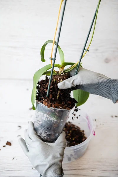 Repoting Orchidei Korzeniami Ręku Kobiety Ręce Samicy Trzymają Garnek Orchidei — Zdjęcie stockowe