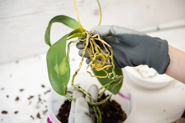Kökleri Kadının Elinde Olan Orkideyi Yeniden Düzenlemek Hastalıklı Yaprak Orkidesi — Stok fotoğraf