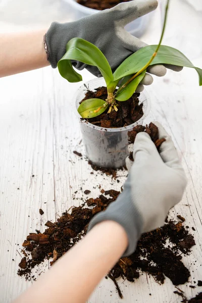 Ręce Trzymając Przezroczysty Garnek Dla Storczyków Roślin Falaenopsis Orchidei Przed — Zdjęcie stockowe