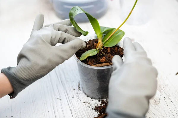 Ręce Trzymając Przezroczysty Garnek Dla Storczyków Roślin Falaenopsis Orchidei Przed — Zdjęcie stockowe