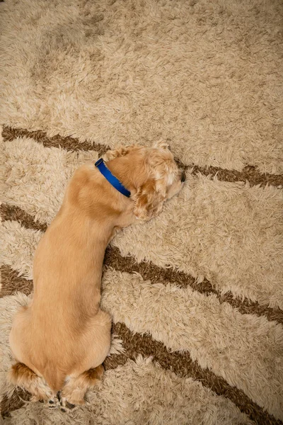 Americano Cansado Cocker Spaniel Está Acostado Alfombra Cerrar Copiar Espacio — Foto de Stock