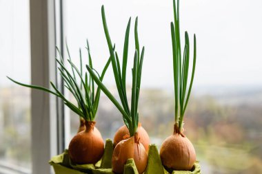 Tencerede taze filizlenmiş soğan. Pencerenin arka planında taze lahanalı birkaç ampul var. Yakın plan..