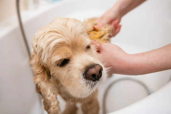 Αμερικάνικο Κόκερ Σπάνιελ Στο Μπάνιο Grumer Πλένει Σκυλί Αφρό Και — Φωτογραφία Αρχείου
