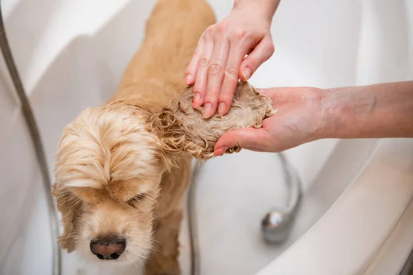 Female Hands Washing Dog Ears Bathroom Close Grumer Washes Dog — Photo