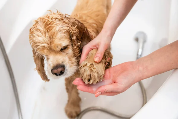 Γκρούμερ Πλένει Τις Πατούσες Του Σκύλου Στο Μπάνιο Ένα Γυναικείο — Φωτογραφία Αρχείου