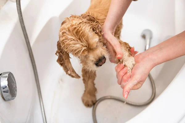 Γκρούμερ Πλένει Τις Πατούσες Του Σκύλου Στο Μπάνιο Προβολή Πρώτου — Φωτογραφία Αρχείου