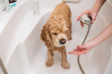 Tuvalette Amerikan Cocker Spaniel 'ini yıkayan kadın. Kadın eli yağmurdan akan suya dokunuyor, su sıcaklığını kontrol ediyor.