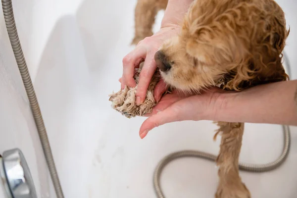 Groomer Washing Dog Paws Bathroom First Person View Female Hand — Photo