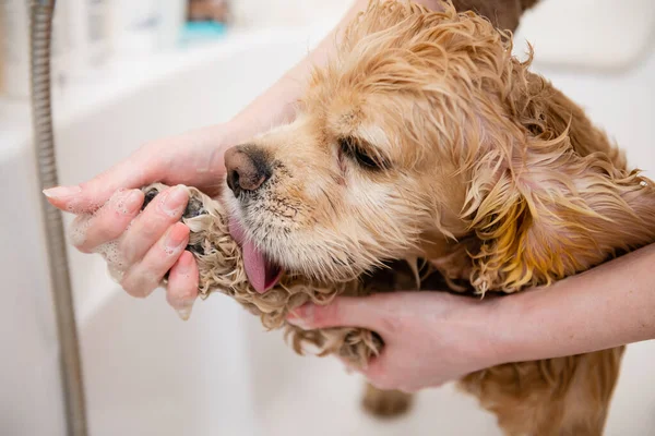 Groomer Washing Paw American Cocker Spaniel Standing Bathroom Dog Licks — Photo
