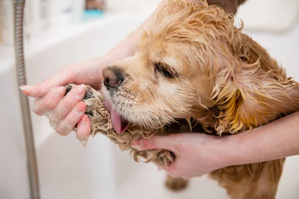 Σφουγγαρίστρα Από Αμερικάνικο Κόκερ Σπάνιελ Στο Μπάνιο Σκύλος Γλείφει Πόδι — Φωτογραφία Αρχείου