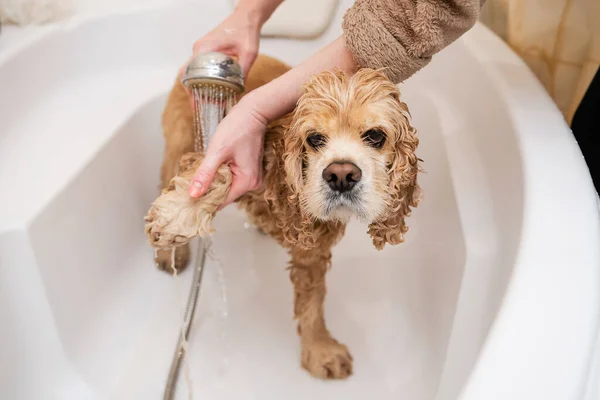 Groomer washing dog\'s paws in bathroom. Sad wet spaniel in the bathroom while washing.