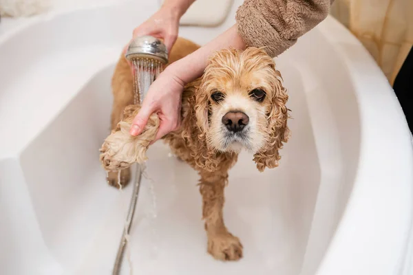 Γκρούμερ Πλένει Τις Πατούσες Του Σκύλου Στο Μπάνιο Λυπηρό Υγρό — Φωτογραφία Αρχείου