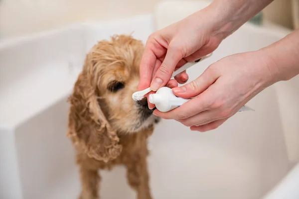 Female hands hold a toothbrush and a tube of toothpaste for her dog. Dog teeth cleaning. Dental Toothbrush Dog.