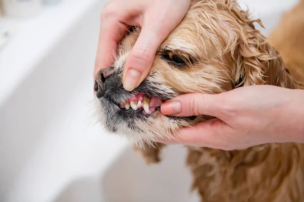 Καθάρισμα Δοντιών Σκύλου Κοντινό Πλάνο Δόντια Σκύλου Προβολή Των Χεριών — Φωτογραφία Αρχείου