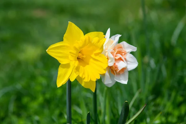 White Yellow Daffodil Nature Blurred Background Close Selective Focus — Foto de Stock