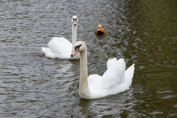 Graceful White Two Swans Swimming Lake Swans Wild — Stockfoto