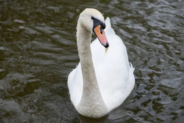 Graceful White Swan Swimming Lake Swans Wild Portrait White Swan — Stockfoto
