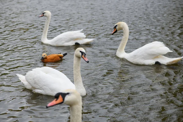 Some Graceful White Swans Swimming Lake Swans Wild — Stockfoto