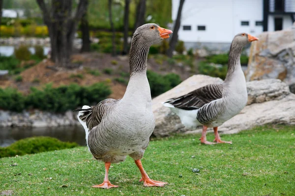 Bela Perigord Gansos Passeio Gramado Verde Verão Parque — Fotografia de Stock