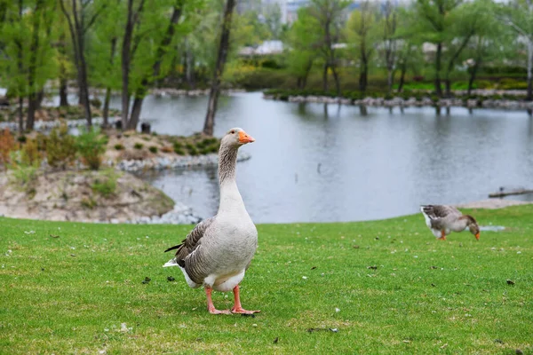Beautiful Perigord Geese Walk Green Lawn Summer Park Green Lawn — Fotografia de Stock