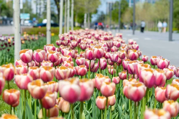 Many Colorful Tulips City Alley White Pink Tulips Green Lawn — Stockfoto