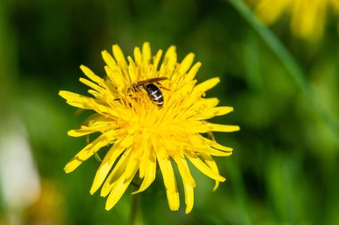 Close-up of a bee collects nectar from a flowering dandelion. View from above.