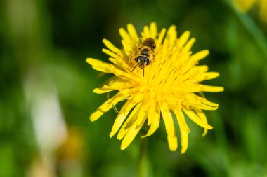 Close-up of a bee collects nectar from a flowering dandelion. View from above.