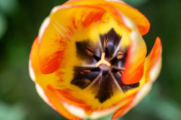 Close Blooming Colorful Tulips Blurred Background Colorful Tulips Flower — Photo