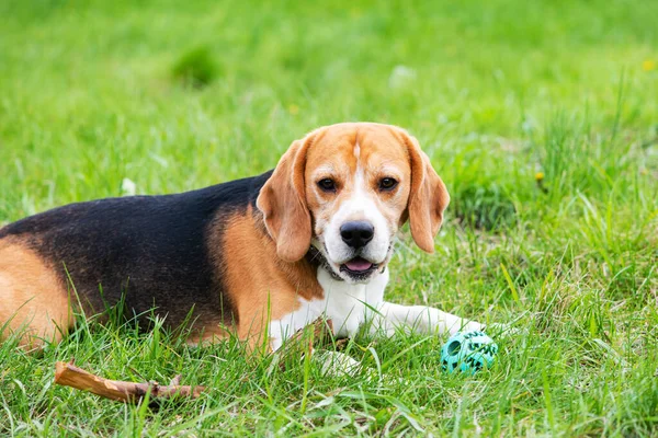 若いビーグルが緑の草の上にある おもちゃで遊ぶ犬 — ストック写真