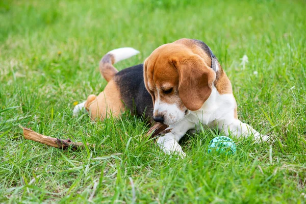 Seekor Anjing Beagle Lucu Berbaring Rumput Hijau Padang Rumput Musim — Stok Foto