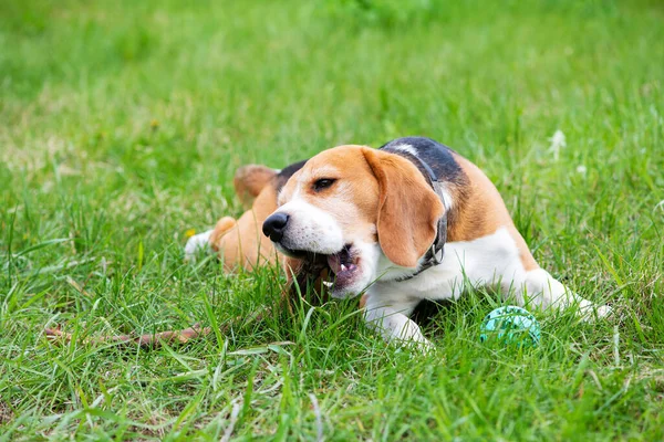 Young Beagle Lies Green Grass Dog Chews Stick — Stockfoto