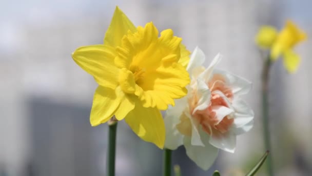 White and yellow dafodill in the nature — Wideo stockowe