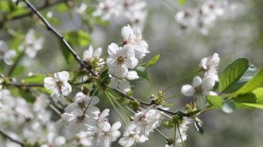 Rüzgarda sallanan kiraz dalları