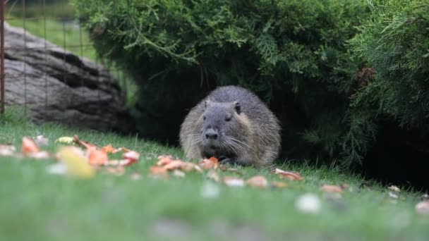 麝鼠在城市公园里吃一块胡萝卜 — 图库视频影像