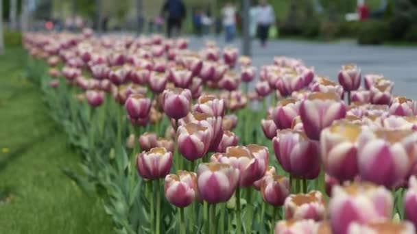 Много разноцветных тюльпанов вдоль аллеи города. — стоковое видео
