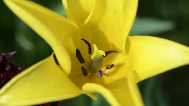 Close-up of yellow tulip flower head. Blurred background. — Video Stock